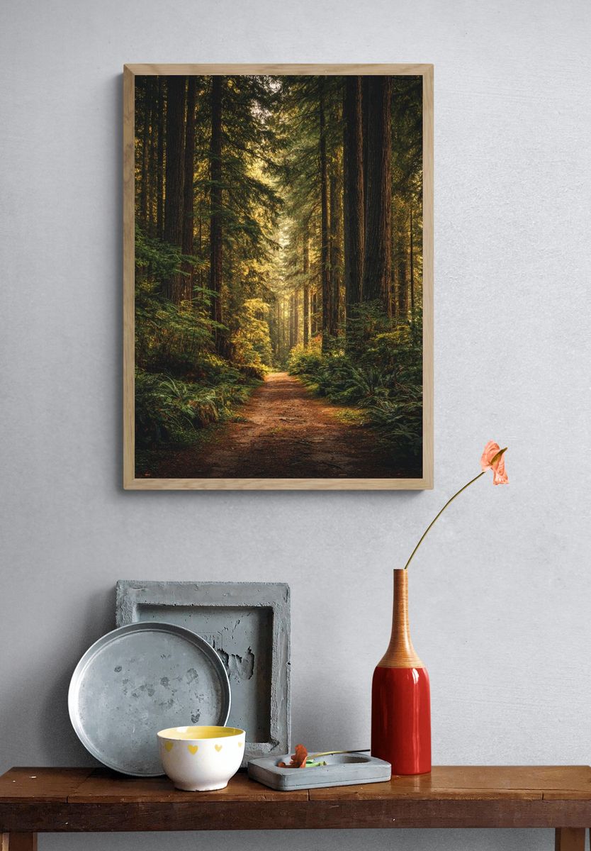 Misty Redwood Forest Poster. — room view 3