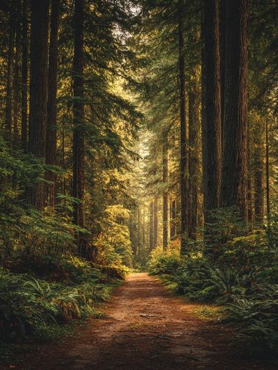 Misty Redwood Forest Poster