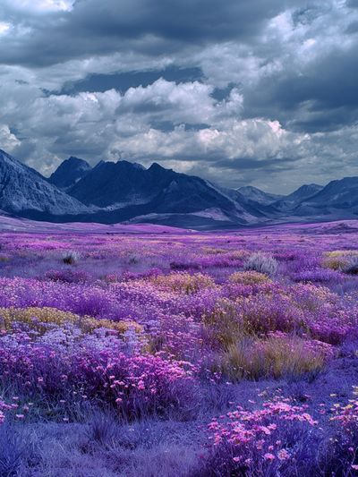 Purple Wildflower Mountain Landscape Poster. poster