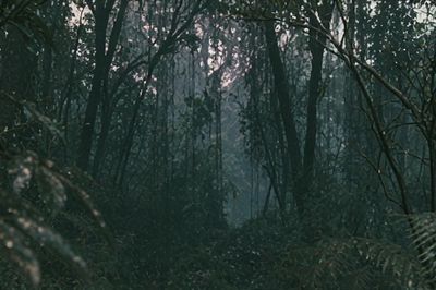 Misty Forest Canopy Poster.