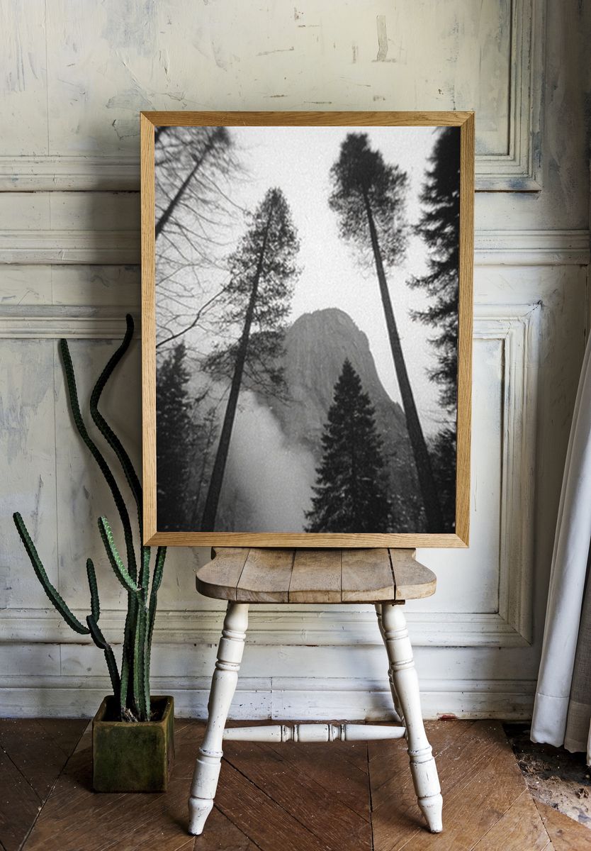 Misty Pine Forest Black-White Poster. room preview