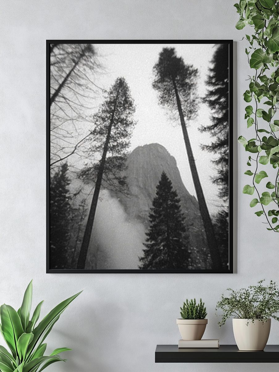 Misty Pine Forest Black-White Poster. — room view 4