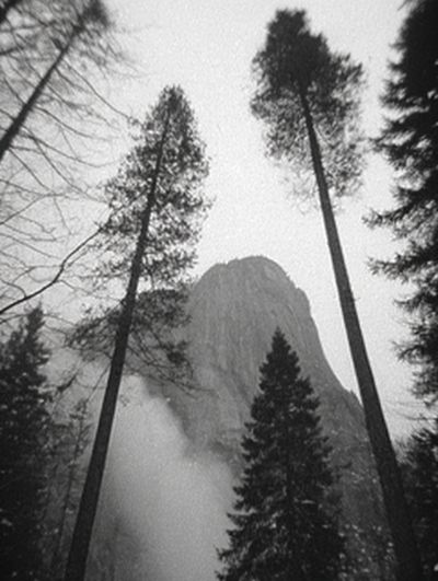 Misty Pine Forest Black-White Poster.