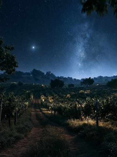 Starry Vineyard Nightscape Poster.