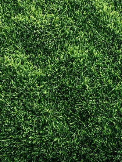 Lush Green Grass Texture Print. poster