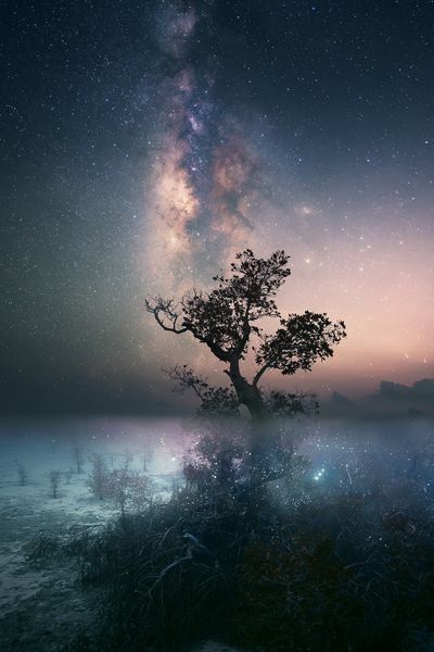 Milky Way Tree Nightscape Poster.