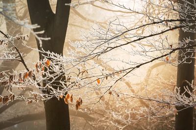 Sun illuminates branches their few.