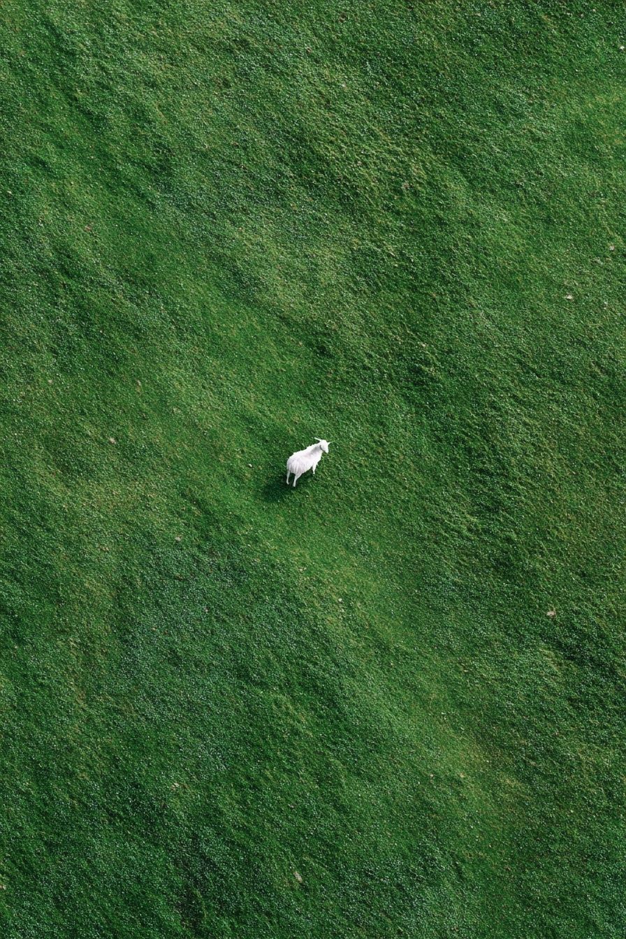 Lone Goat in Green Field Poster. poster detail