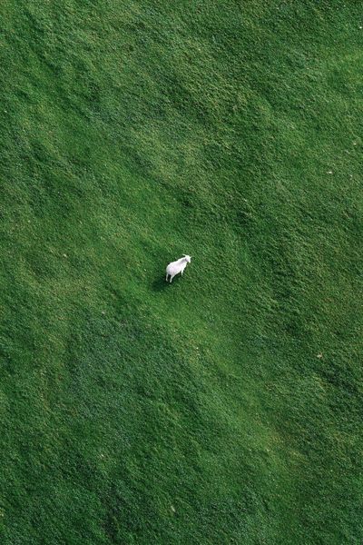 Lone Goat in Green Field Poster. poster