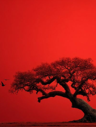 Red Tree Silhouette Nature Print. poster
