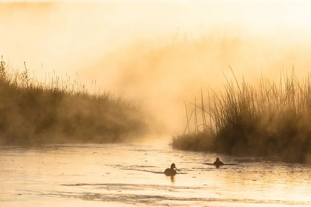 Ducks in Misty Morning Water — Nature Poster. poster — nature art