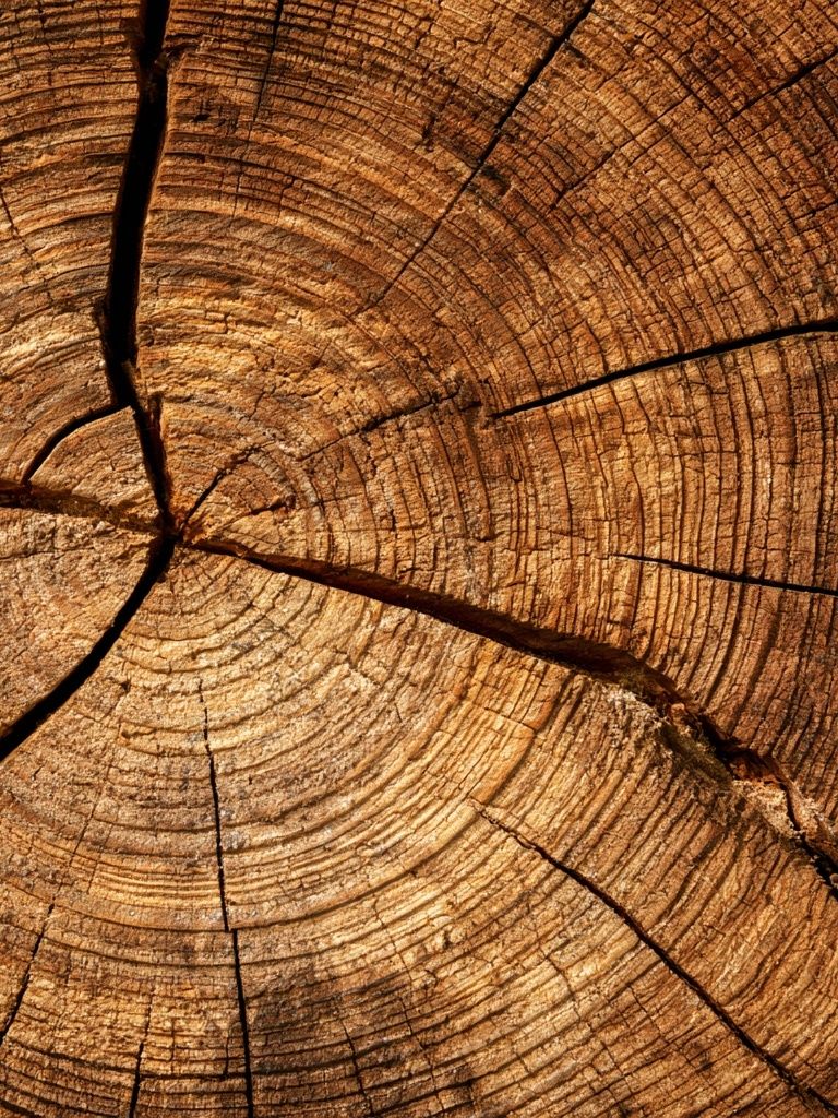 Tree Rings Texture Print. poster detail