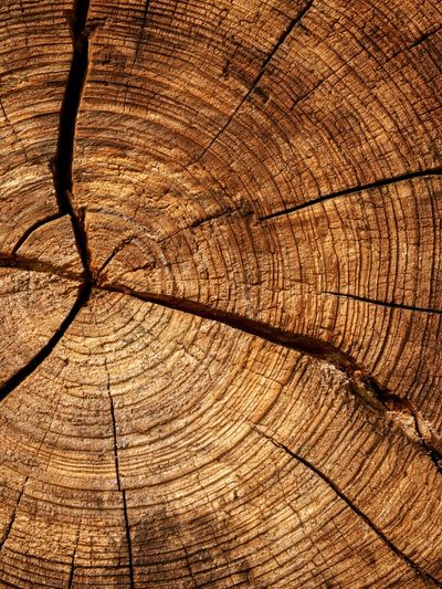 Tree Rings Texture Print. poster