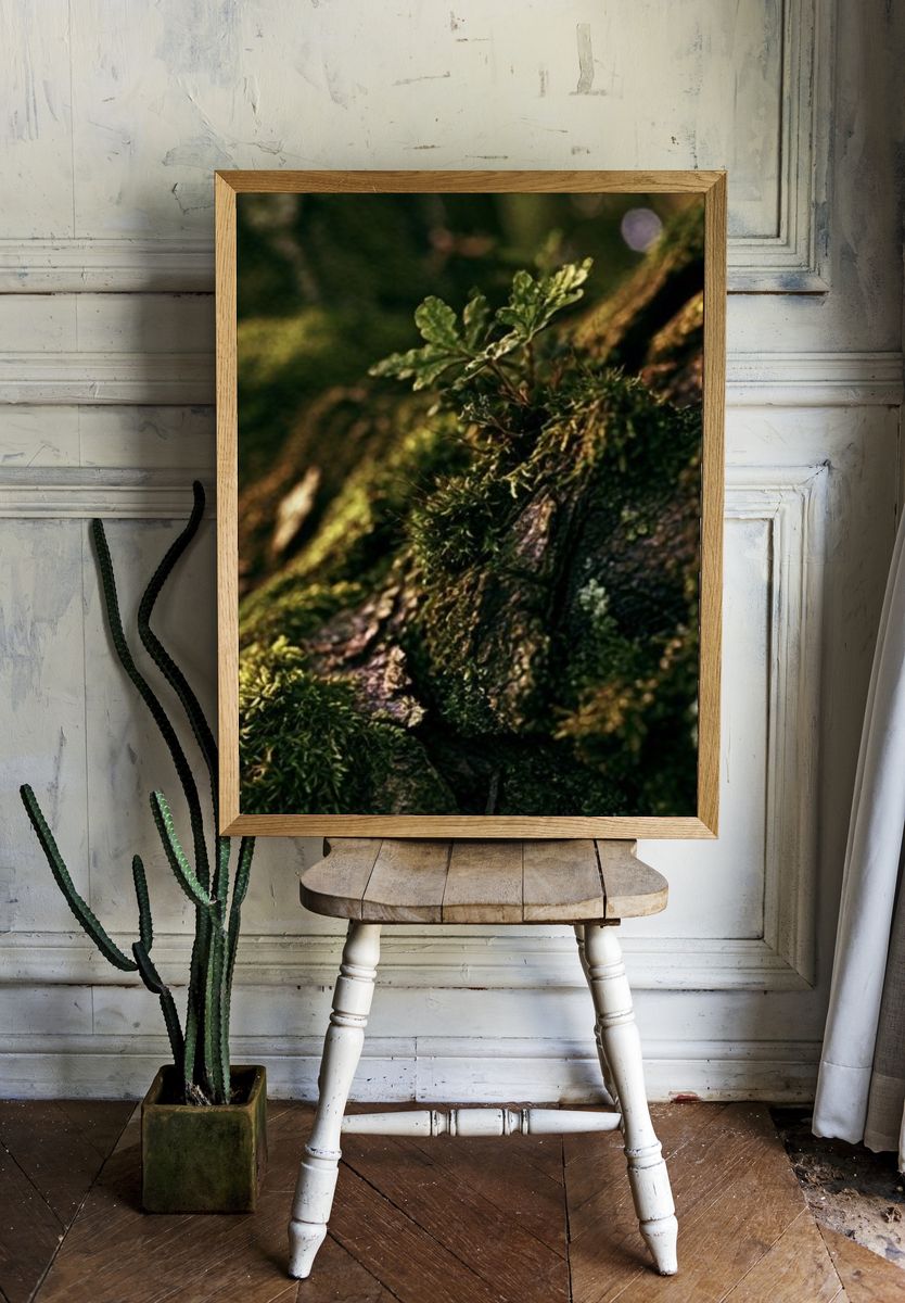 Mossy Tree Bark Forest Print. room preview