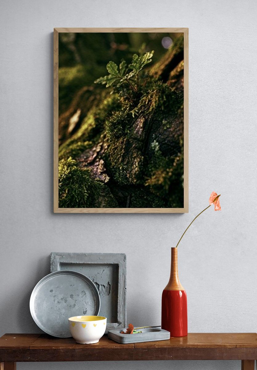 Mossy Tree Bark Forest Print. — room view 3