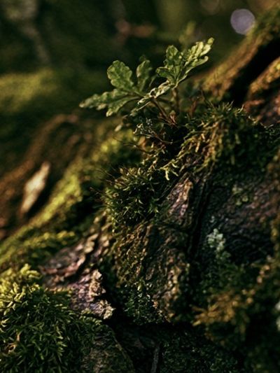 Mossy Tree Bark Forest Print. poster