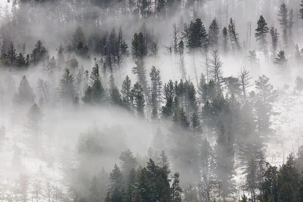Fog rolling trees Lamar Valley. poster — nature art
