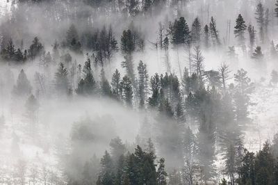 Fog rolling trees Lamar Valley