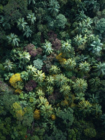 Tropical Canopy Aerial Poster