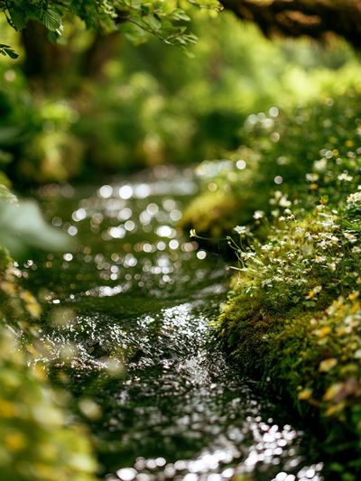 Mossy Forest Stream Photography Poster. poster