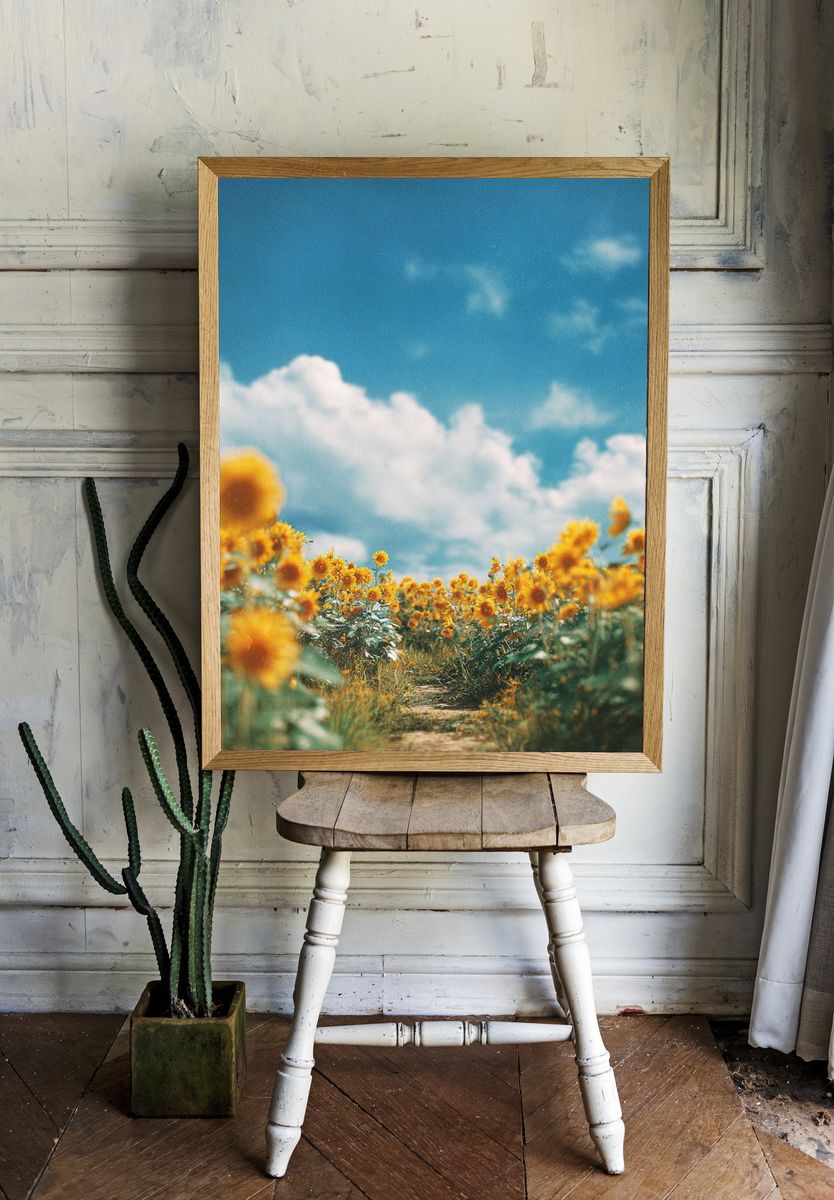 Sunflower Field Sky Photography Poster. room preview