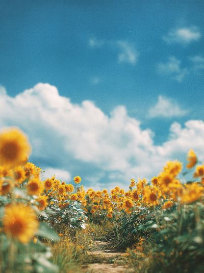 Sunflower Field Sky Photography Poster.