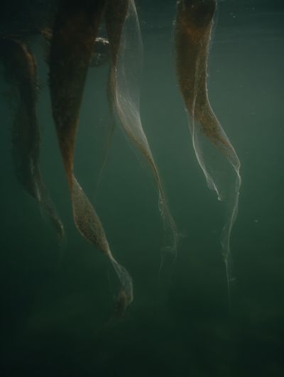 Underwater Kelp Forest — Nature Print