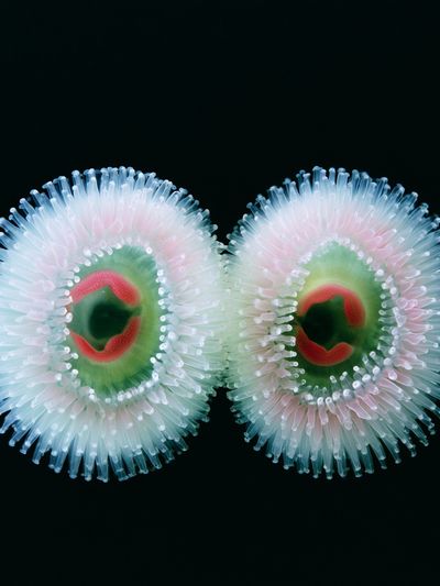 Bioluminescent Sea Anemones Print.