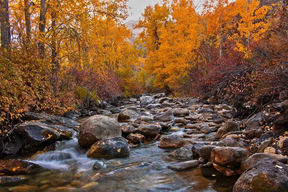 Autumn River Landscape Poster. poster detail