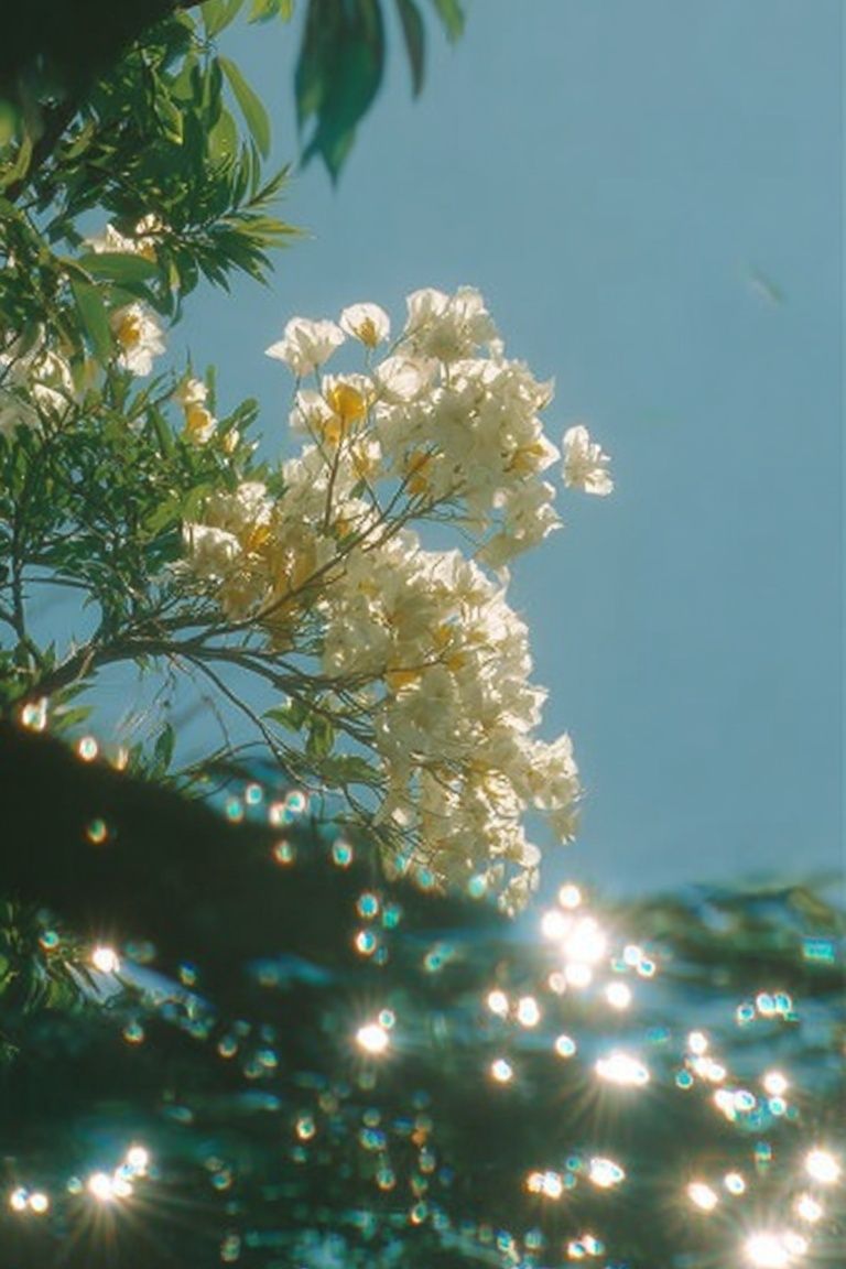 Sunlit Blossoms Nature Print. poster detail