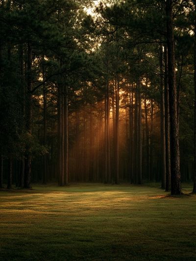 Sunlit Pine Forest Poster. poster