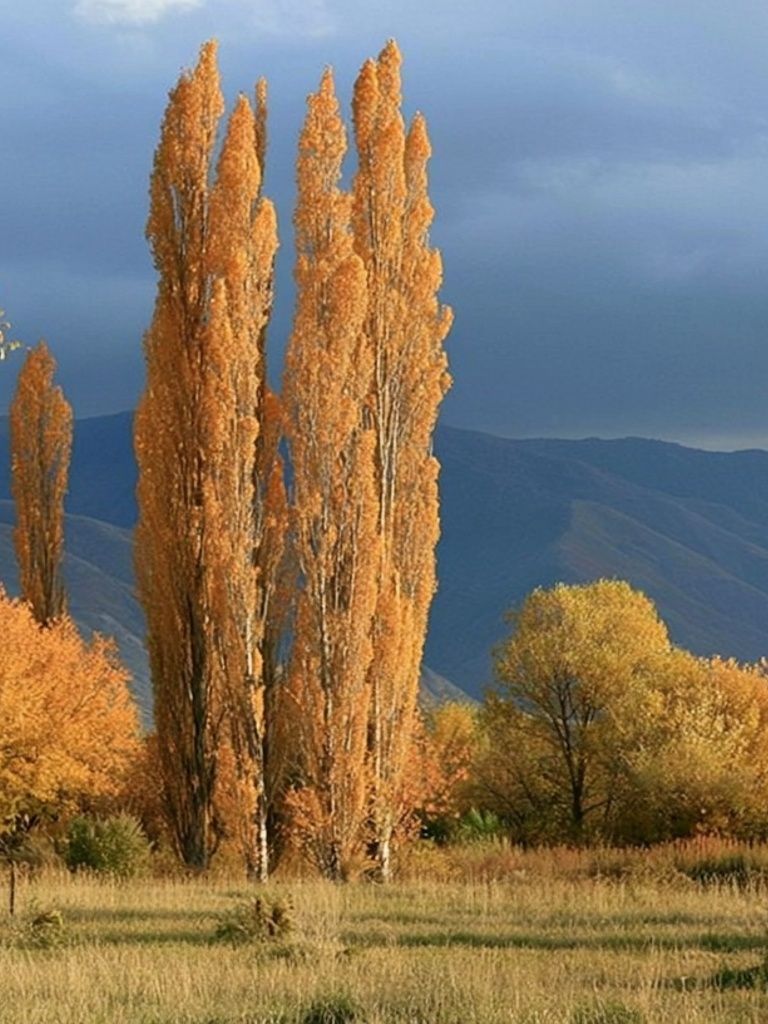 Autumn Poplars Landscape Poster. poster — nature art