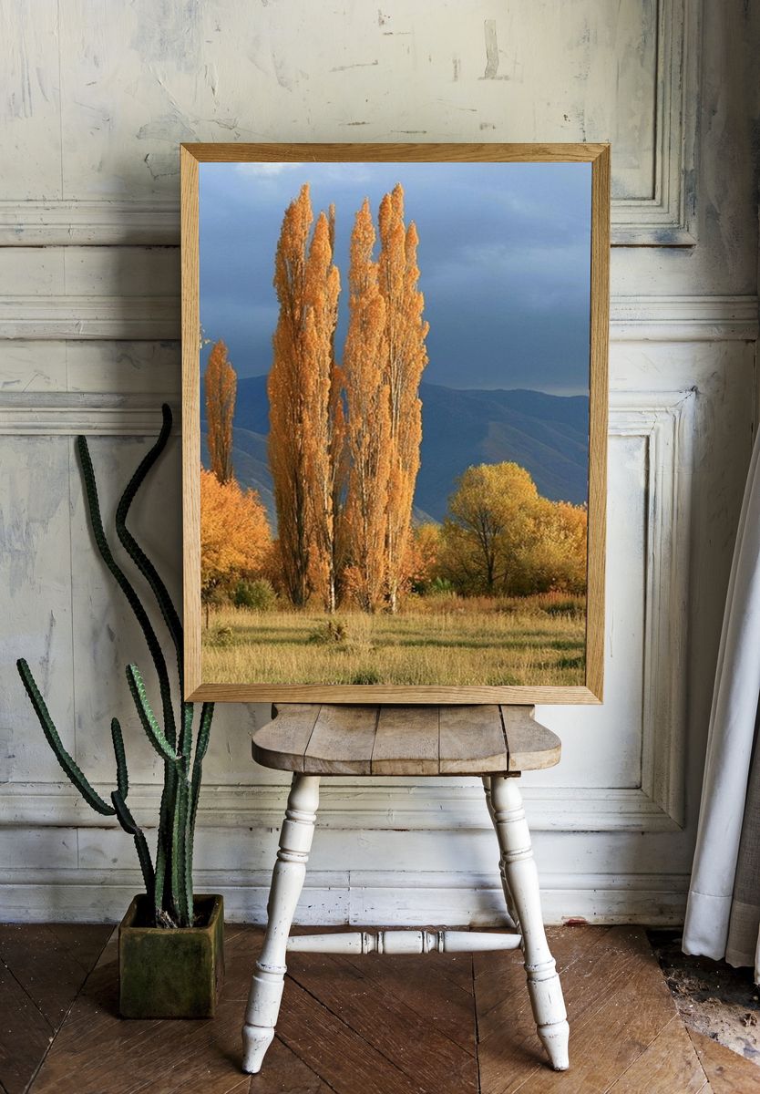 Autumn Poplars Landscape Poster. — room view 1