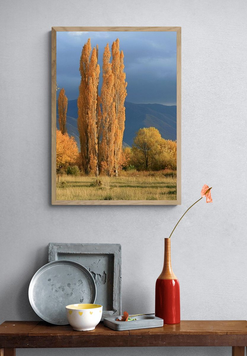 Autumn Poplars Landscape Poster. — room view 3