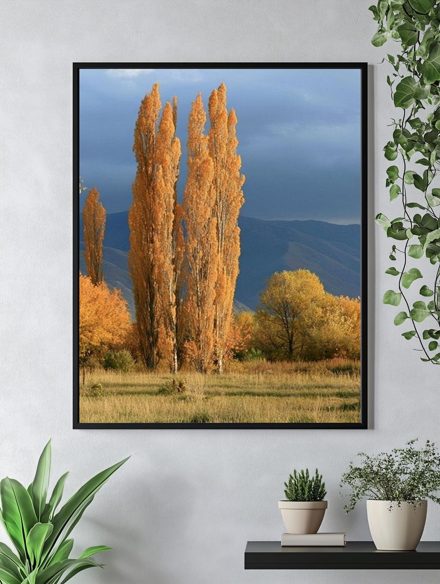 Autumn Poplars Landscape Poster. — room view 4