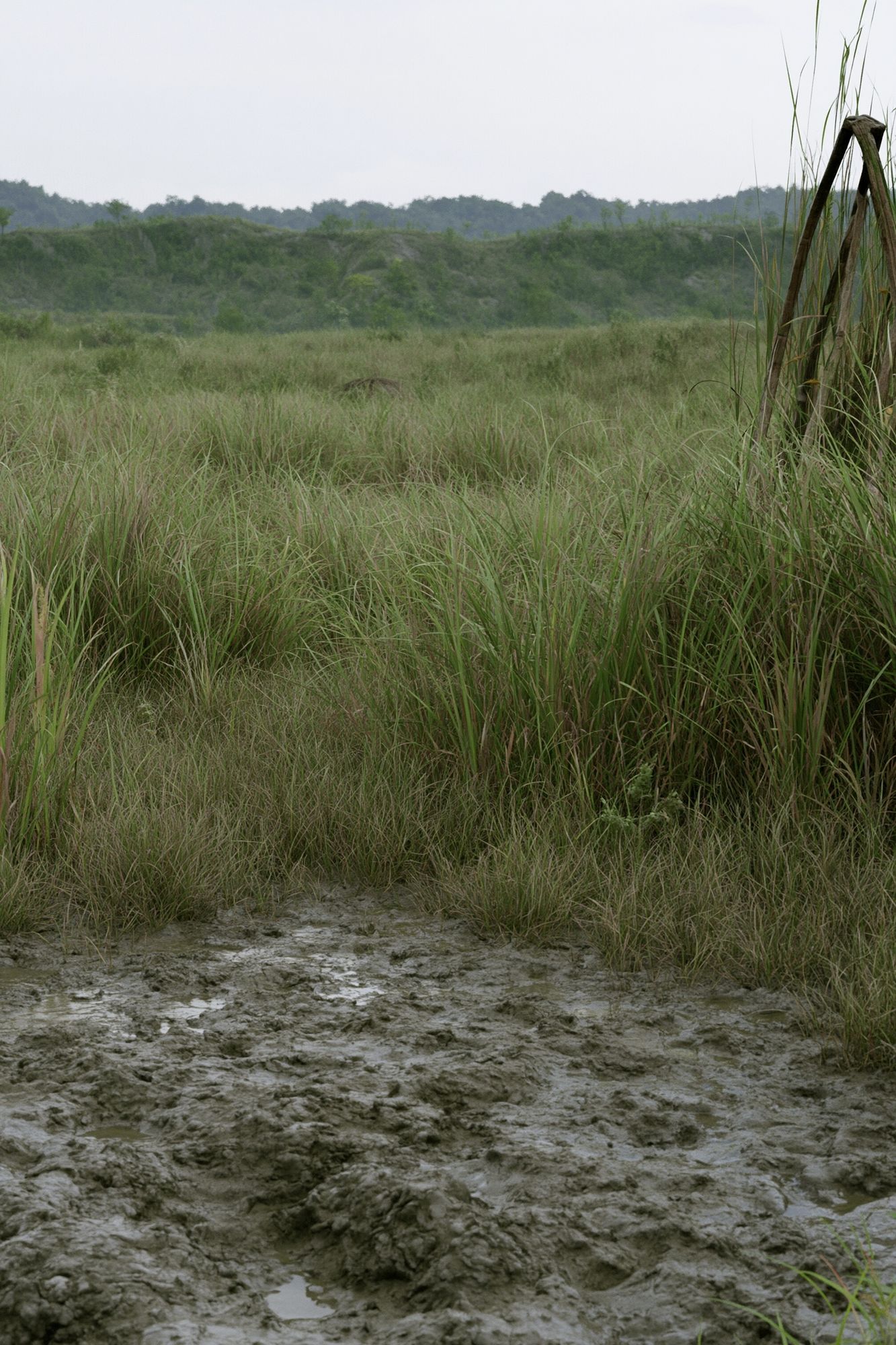Misty Marshland Landscape Poster. poster detail