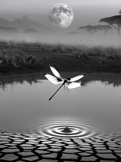Moonlit Dragonfly Surreal Print.