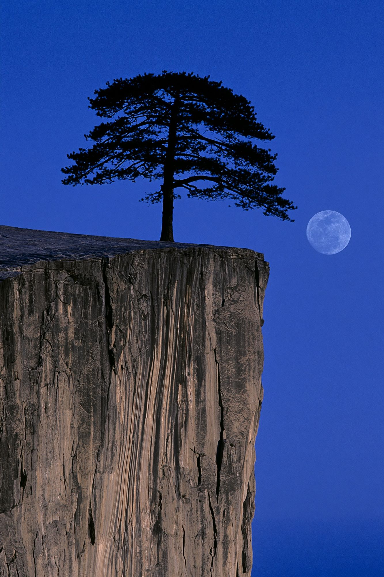 Moonlit Cliff Pine Photography Poster. poster — nature art