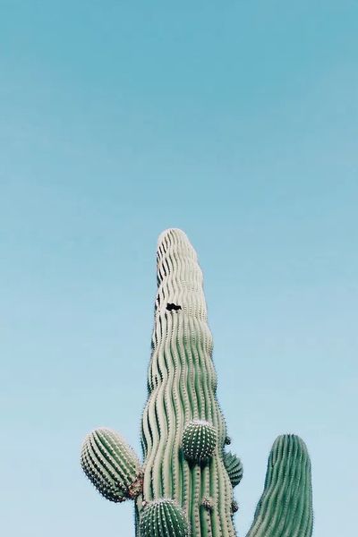 Saguaro Cactus, Arizona, United States. poster