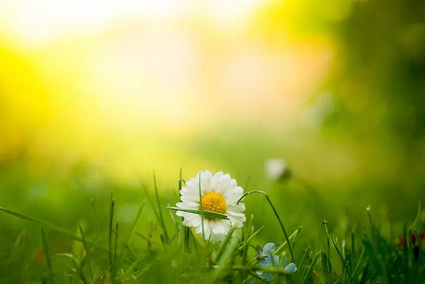 Close-up white daisy patch grass. poster detail