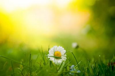 Close-up white daisy patch grass