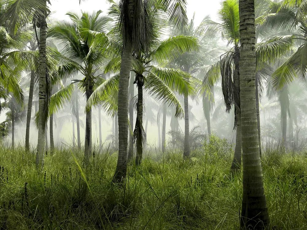 large group palm trees grass. poster detail