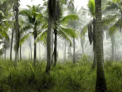 large group palm trees grass.