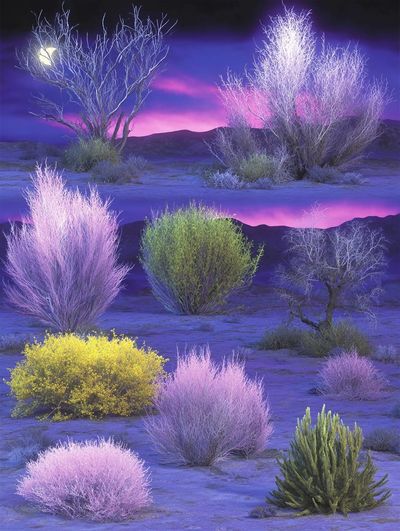 Neon Desert Shrubs Photography Poster. poster