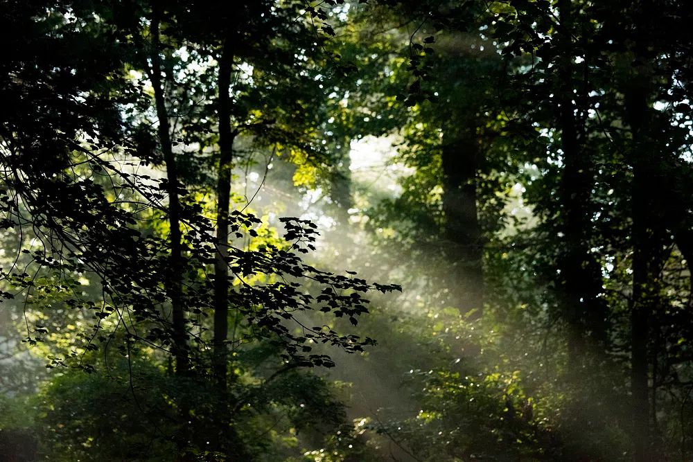 early morning scene Davidson River. poster — nature art