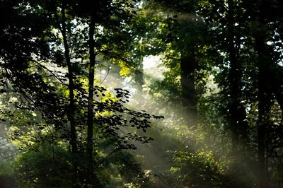 early morning scene Davidson River.