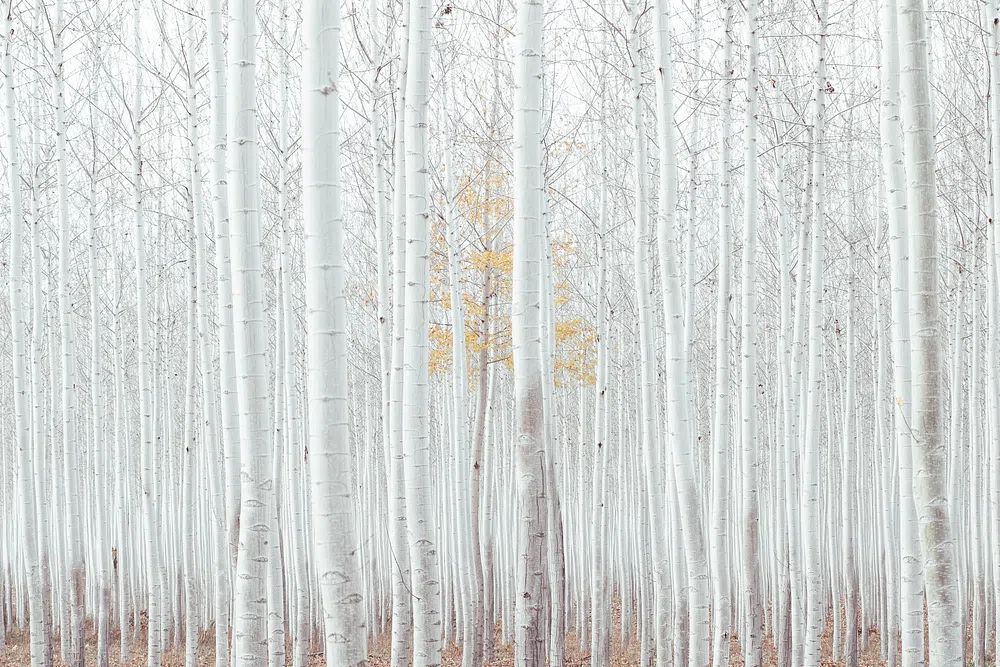 Free magical white woods image. poster detail
