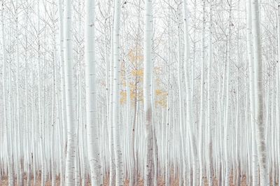 Free magical white woods image. poster