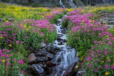 Wildflower Stream Nature Print. poster