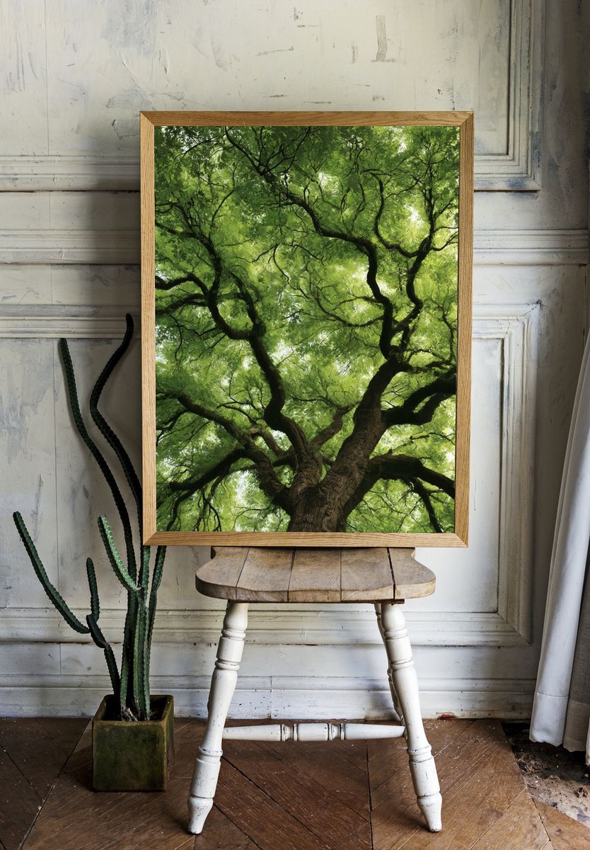 Canopy Tree Crown Nature Print. room preview